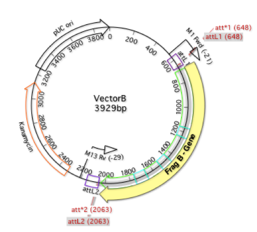 Fig2 VectorB nucl  Map
