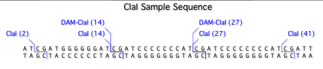 ClaISampleSequence.png
