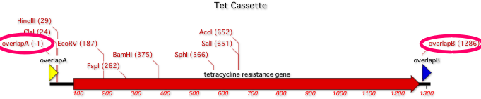 TetCassetteShowingOverlaps.nucl ― Map.png