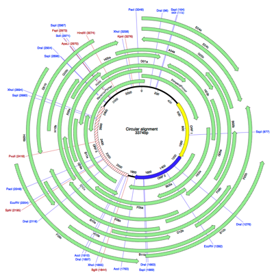 CircularSequenceSample_Alignment_axml_―_Map.png CircularSequenceSample Alignment axml Map