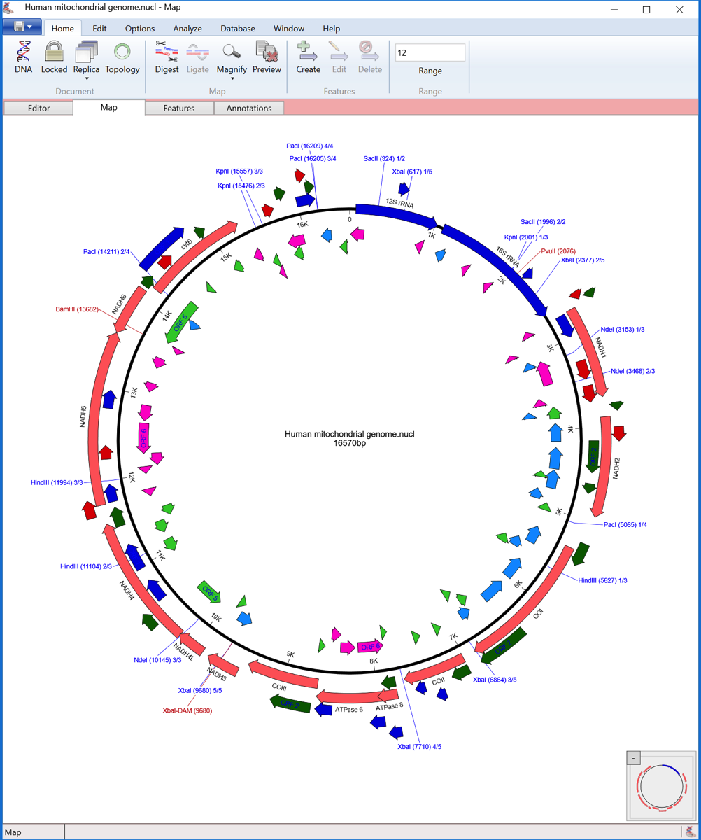 Human mtDNA